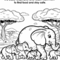 Elephant Grandma